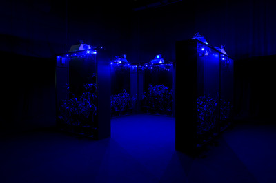 Hicham Berrada
Mesk-ellil, 2015
Ensemble of 7 stained glass terrariums, cestrum nocturnum, horticultural lighting, moonlight lighting, delay
250 x 200 x 50 cm each
250 x 500 x 500 cm  overall - © &copy; Hicham Berrada
Photo. archives kamel mennour
Courtesy the artist and kamel mennour, Paris, Mennour